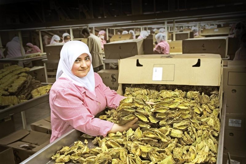 Son dakika haberi... Virginia tütünüyle ihracatta sürdürülebilirlik sağlanacak