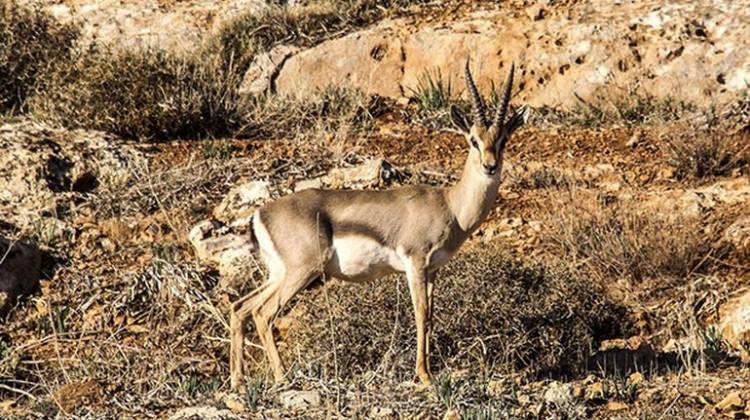 Suriye'den Türkiye'ye kaçan mülteci ceylanlar