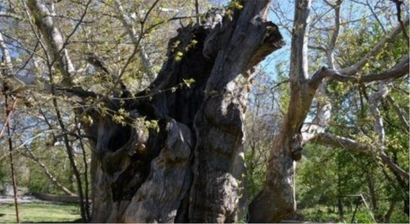 Tarihe tanıklık eden bin 200 yıllık ağaç bakıma alındı