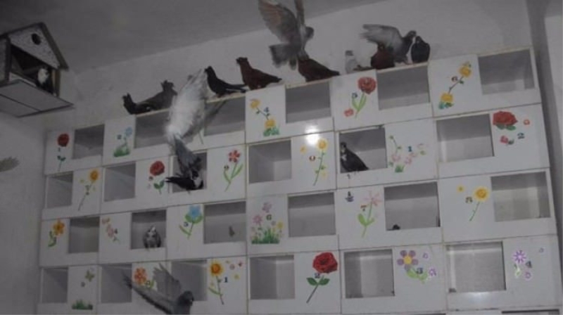Türkiyede bir ilk: Güvercinler için otel!