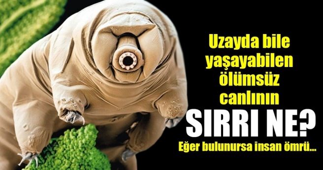 Uzayda bile yaşayabilen ölümsüz canlının sırrı araştırılıyor