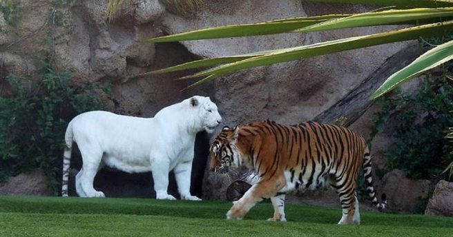 Vahşi yaşamda ender görülen albino hayvanlar