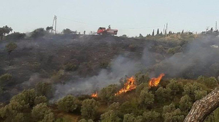 Yangın zeytinlik alana zarar verdi