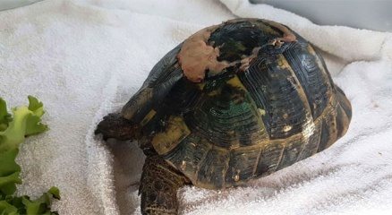 Yaralı kaplumbağaya estetik operasyon