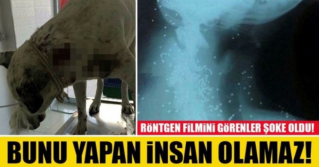 YARALI KÖPEĞİN RÖNTGEN FİLMİNİ GÖRENLER ŞOKE OLDU!