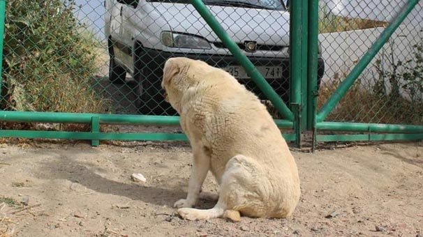 Yaşlı köpek, her gün kendisini terk eden sahibini bekliyor