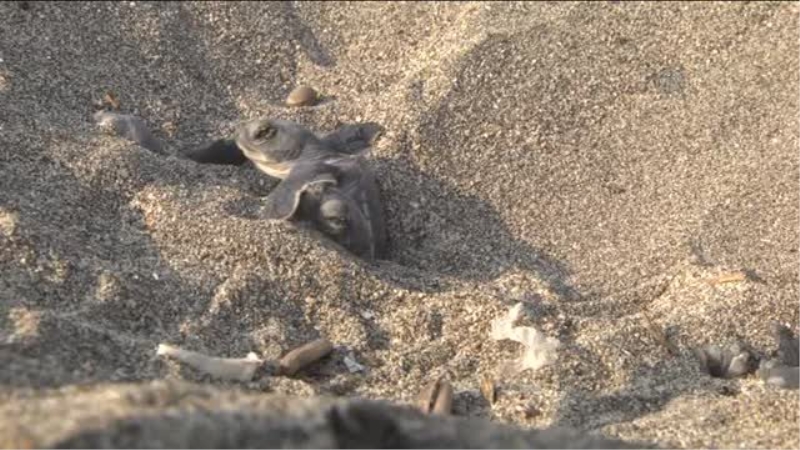 Yavru Deniz Kaplumbağalarının Zorlu `Yaşam` Yolculuğu - Mersin
